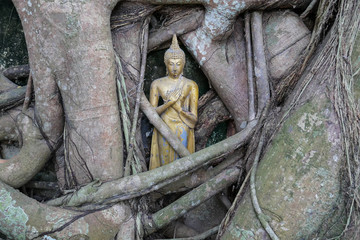  Little golden statue of Buddha inside roots of banyan tree in Buddhist temple in Thailand