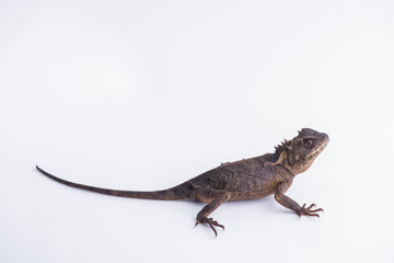Scale-Bellied Tree Lizard on white background , Lizard of Thailand