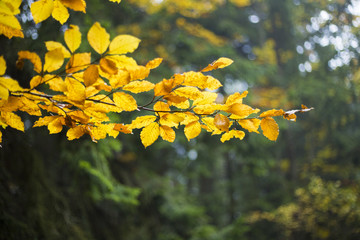 foggy autumn