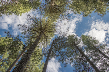  Canopy of pine trees against blue sky and white clouds