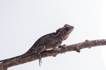 Scale-Bellied Tree Lizard on white background , Lizard of Thailand
