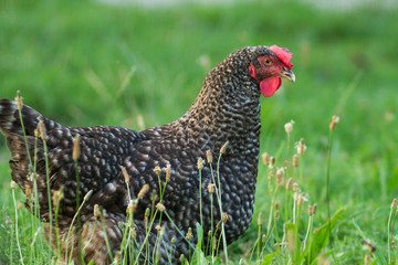 chicken