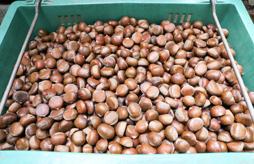 Fresh chesnut in a plastic container at Yaowarat, Bangkok, Thailand