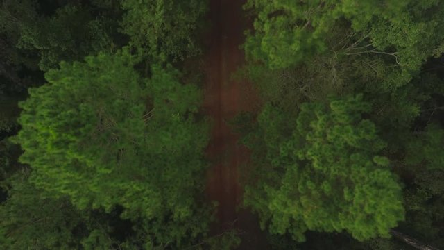 drone aerial shot of dirt road in pine forest