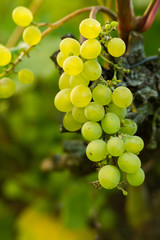 green wine grapes