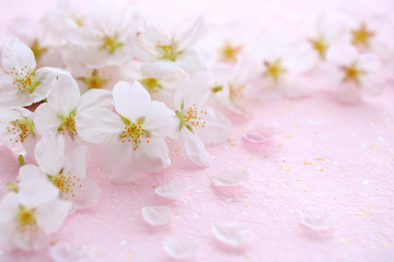 桜の花　ピンクの和紙背景