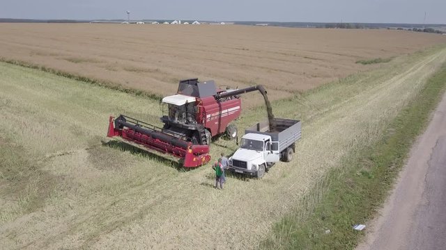 комбайн засыпает зерно рапса в кузов грузовика / уборка урожая рапса комбаином