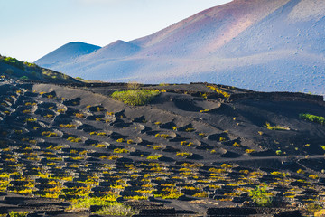 Stunning landscape with volcanic vineyards. Lanzarote. Canary Islands. Spain - 181428606