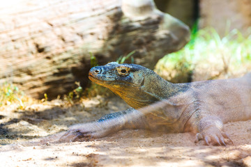 Varan in the zoo. Lanzarote. Canary Islands. Spain