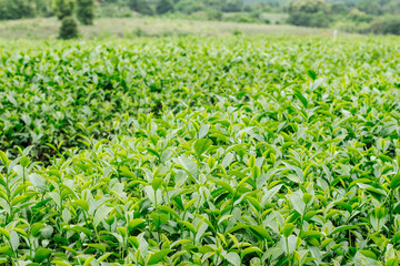 Fototapeta na wymiar tea leaves on farm.