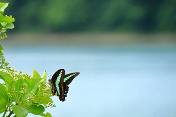 アオスジアゲハチョウ