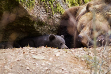 bear with cubs