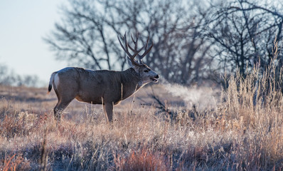 A Large Mule Deer Buck Shows its Breath on a Freezing Colorado Day