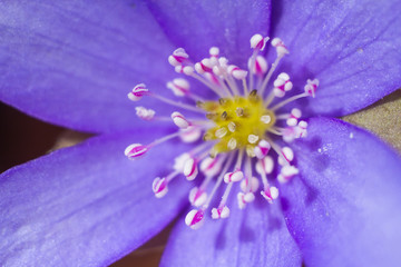 Anemone hepatica