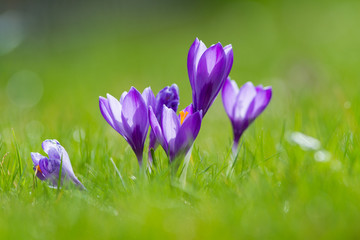 crocus vernus