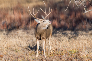 A Large Mule Deer Buck Smells the Cold Colorado Air