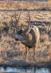A Large Mule Deer in a Field in Colorado
