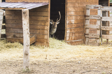 Deer peeks out from the house wondering