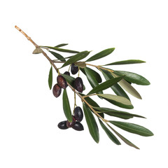 Olives on a white background