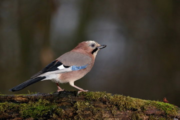 Eurasian jay - Garrulus glandarius, sitting on a branch . Wildlife. Europe, countries Slovakia.