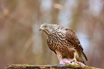 Birds of prey - Young northern goshawk (Accipiter gentilis). Wildlife scenery, Slovakia, Europe.