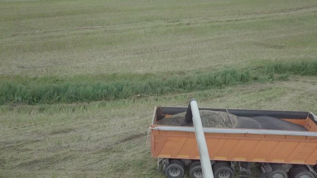 комбайн засыпает зерно рапса в кузов грузовика / уборка урожая рапса комбаином