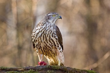 Birds of prey - Young northern goshawk (Accipiter gentilis). Wildlife scenery, Slovakia, Europe.