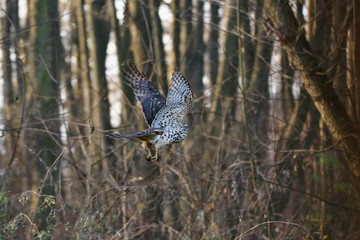 Birds of prey - Young northern goshawk (Accipiter gentilis). Wildlife scenery, Slovakia, Europe.