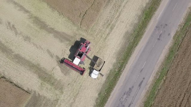 комбайн засыпает зерно рапса в кузов грузовика / уборка урожая рапса комбаином