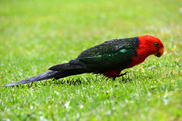 King Parrots in the Rain