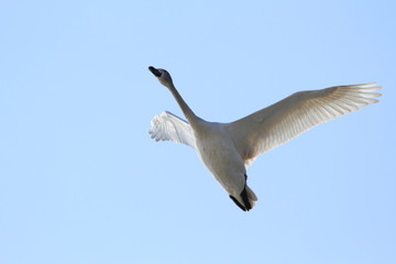 白鳥（若鳥）　青空バック　Swan flying	