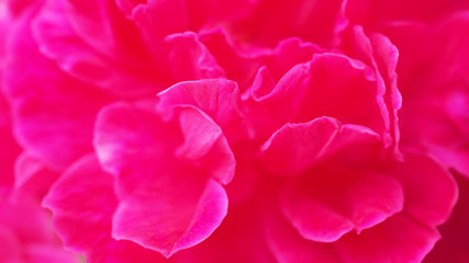 Macro close up bright red pink Rosa × damascena or damask rose (Gole Mohammadi) flower dense petal, abstract background