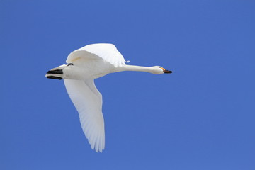 飛ぶ白鳥　青空バック　Swan flying	