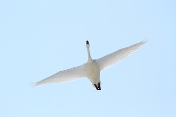 飛ぶ白鳥　Swan flying	