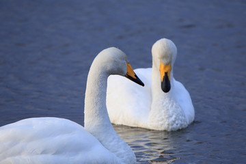 まどろむ白鳥　Doze swan