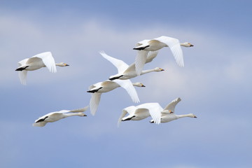 群れで飛ぶ白鳥　Swans flying in flocks