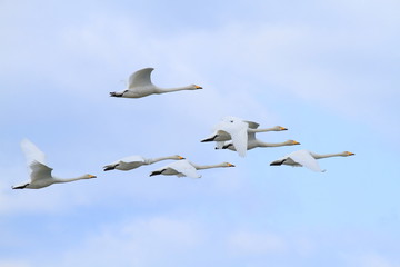 群れで飛ぶ白鳥　Swans flying in flocks