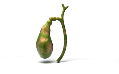 3d rendered gallbladder isolated on white background