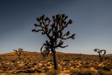Sunset in the Mojave Desert