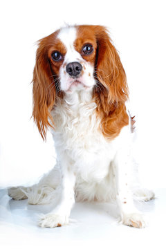 Beautiful friendly cavalier king charles spaniel dog. Purebred canine trained dog puppy. Blenheim spaniel dog puppy. Cute dog.