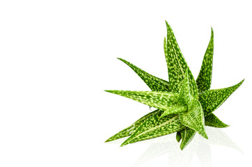 Aloe Vera isolated on white background.