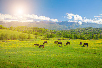 Fototapeta na wymiar horses on green meadow