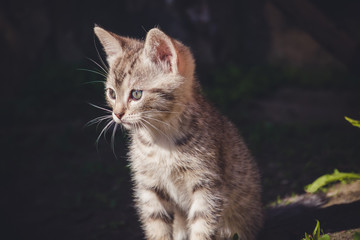 Fototapeta na wymiar Cute Grey Kitten Retro