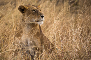 Löwe (Panthera leo)