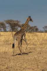 Giraffe (Giraffa)