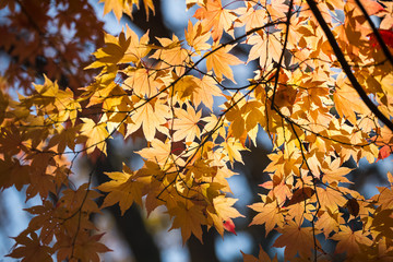 closeup orange leaves