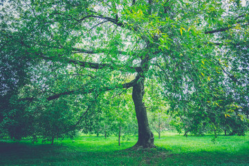 Green Crooked Trees in the Park Retro
