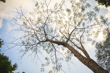 branches of big tree