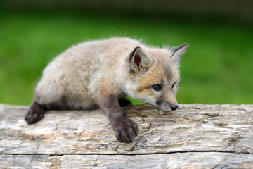 Fox cub in grass