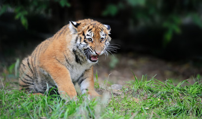 Tiger cub in grass